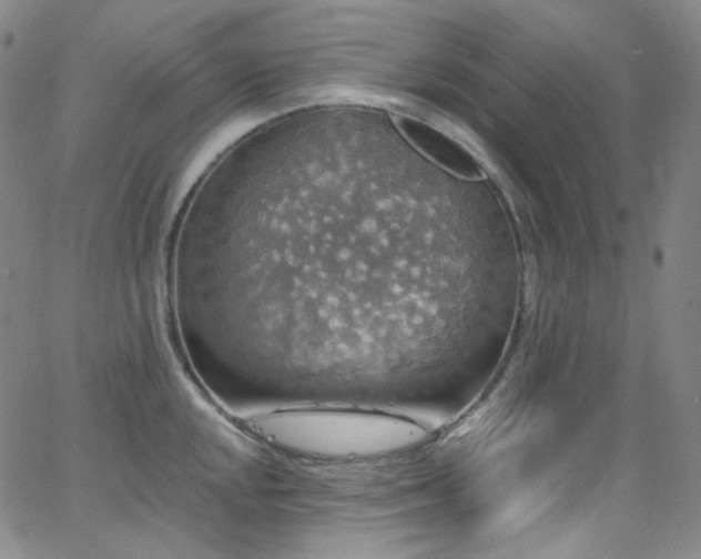 X0000063531048200601201453