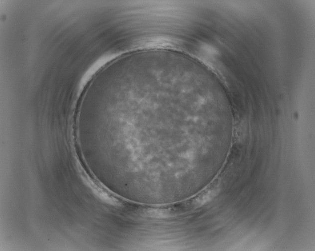 X0000063531086200601201452