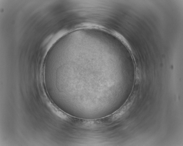 X0000063531098200601201452