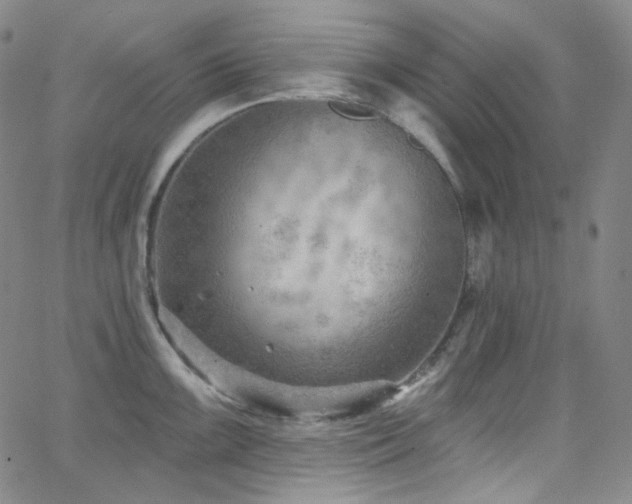 X0000063531099200601201452