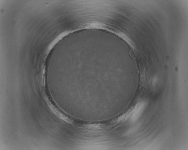 X0000063531126200601201451