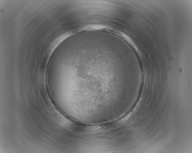 X0000063531186200601201450