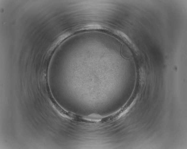 X0000063531225200601201450