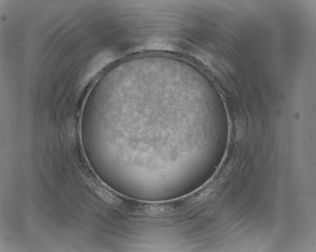 X0000063531266200601201449