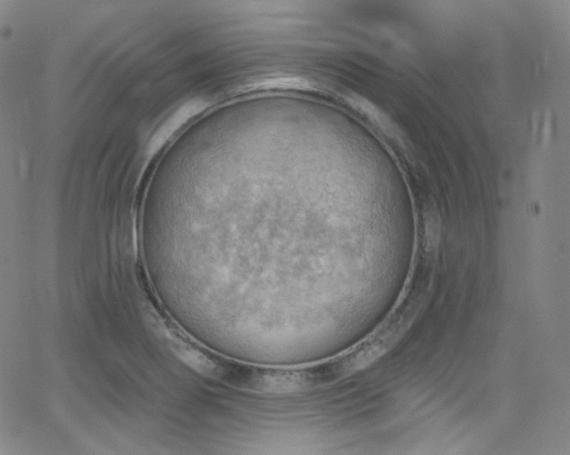 X0000063531274200601201449