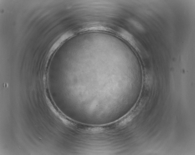 X0000063531282200601201449