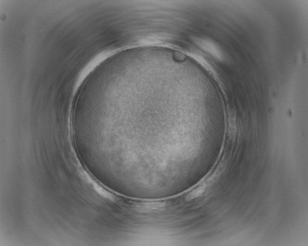 X0000063531294200601201449