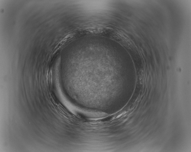 X0000063531298200601201448