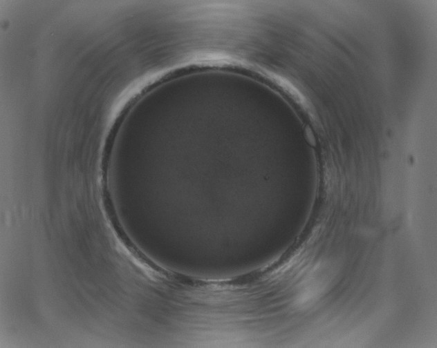 X0000063531327200601201448