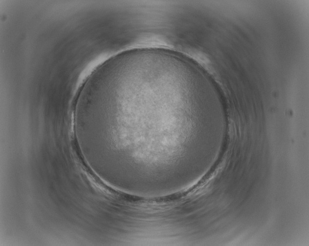 X0000063531366200601201447