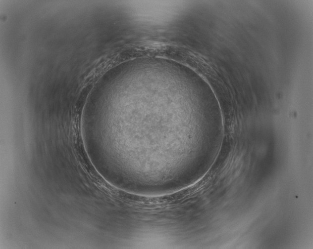 X0000063531397200601201446