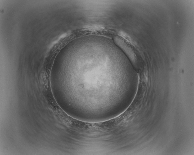 X0000063531398200601201446