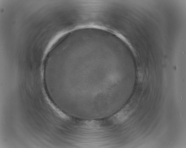 X0000063531416200601201447