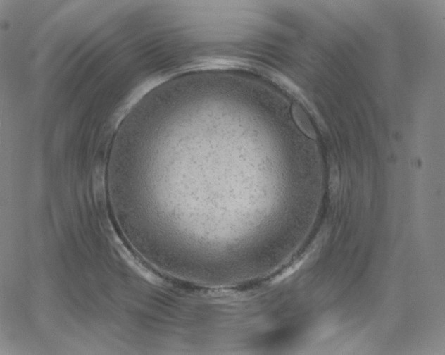 X0000063531417200601201447