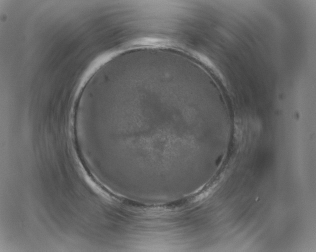 X0000063531421200601201447