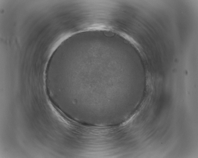 X0000063531423200601201447