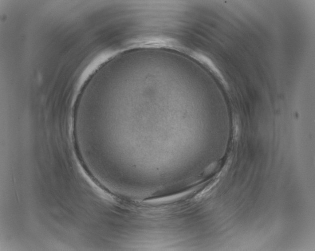 X0000063531424200601201447