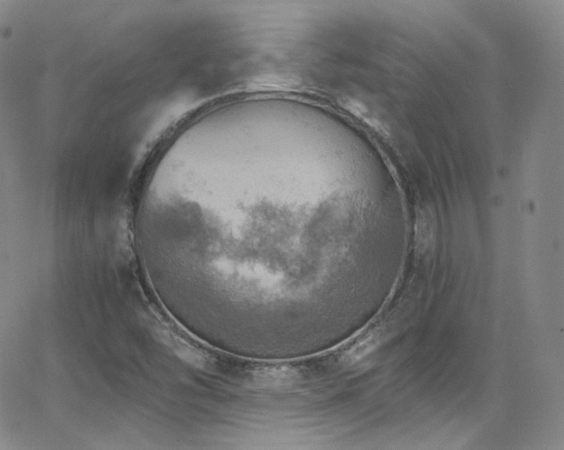 X0000063531454200601201446