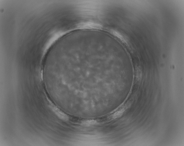 X0000063531462200601201446