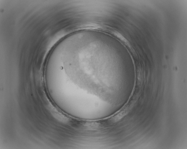 X0000063531466200601201446