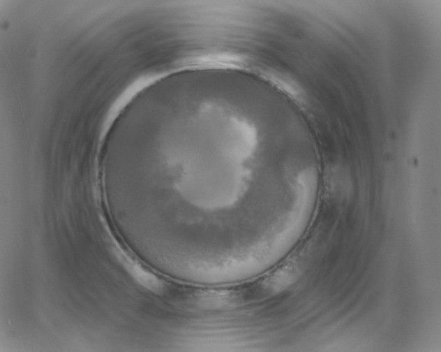 X0000063531470200601201446