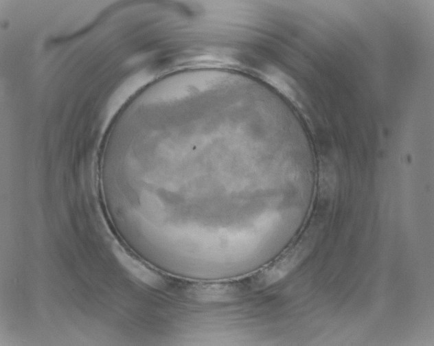 X0000063531474200601201446