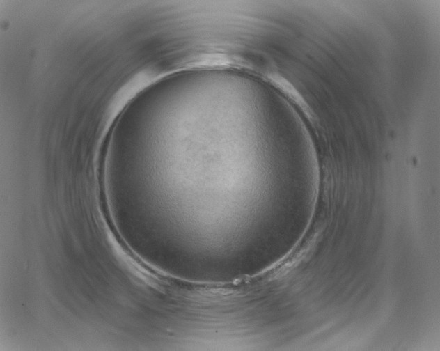 X0000063531475200601201446