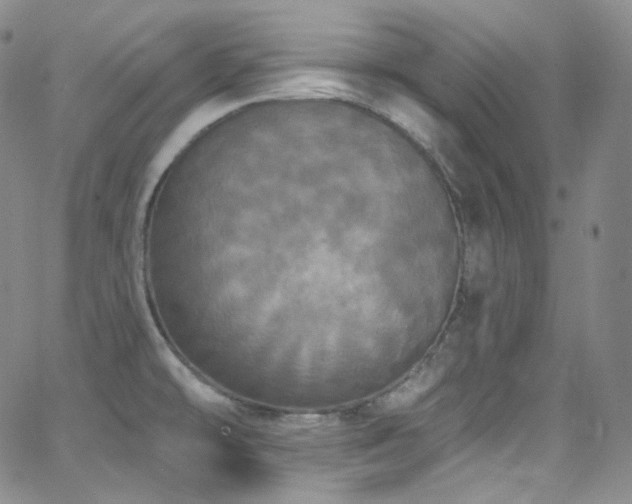 X0000063531478200601201446