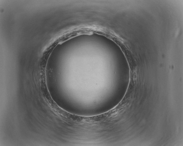 X0000063531496200601201445