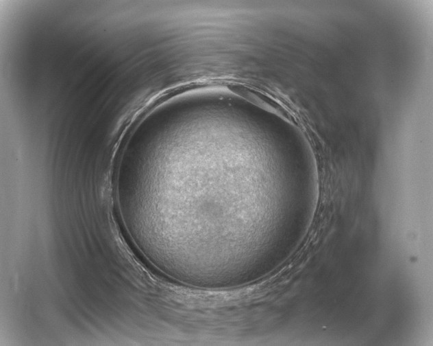 X0000063530002200601231554