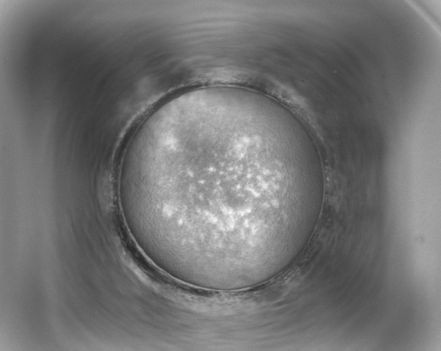 X0000063530012200601231554