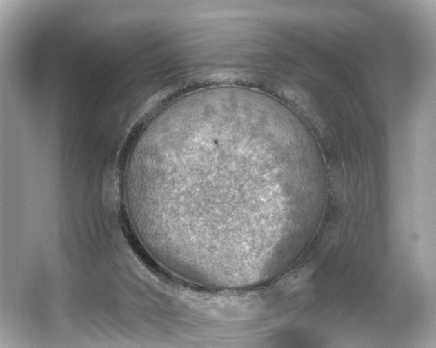 X0000063530016200601231553