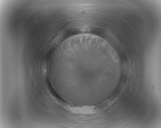 X0000063530032200601231553