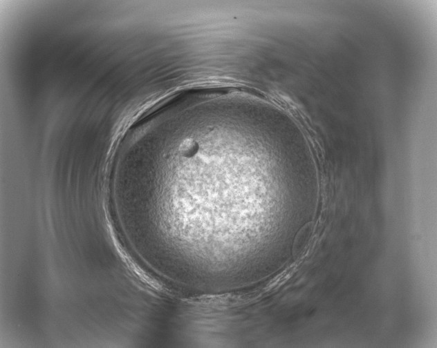 X0000063530049200601231552