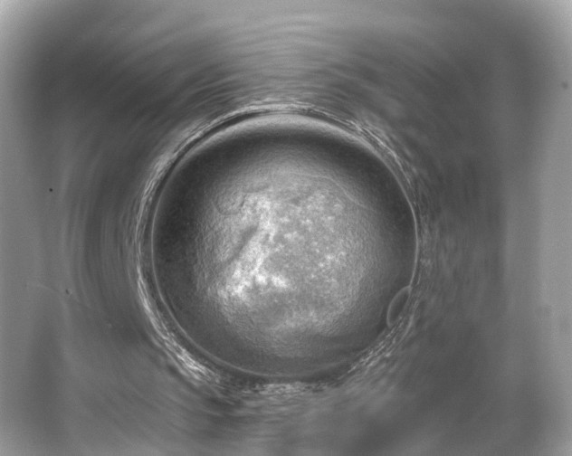 X0000063530145200601231550