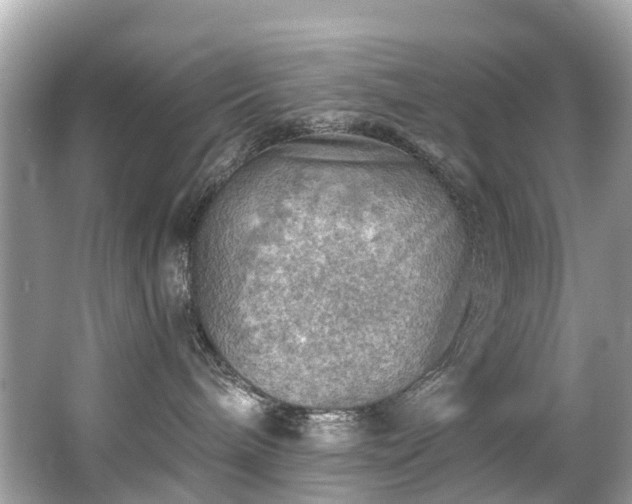 X0000063530240200601231550