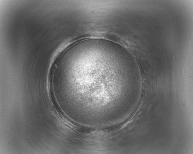 X0000063530294200601231549