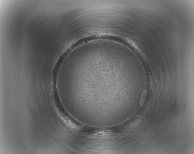 X0000063530447200601231546