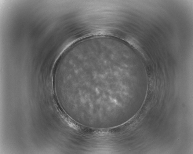 X0000063530886200601231539