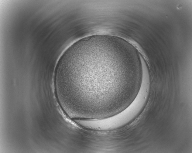 X0000063530904200601231538