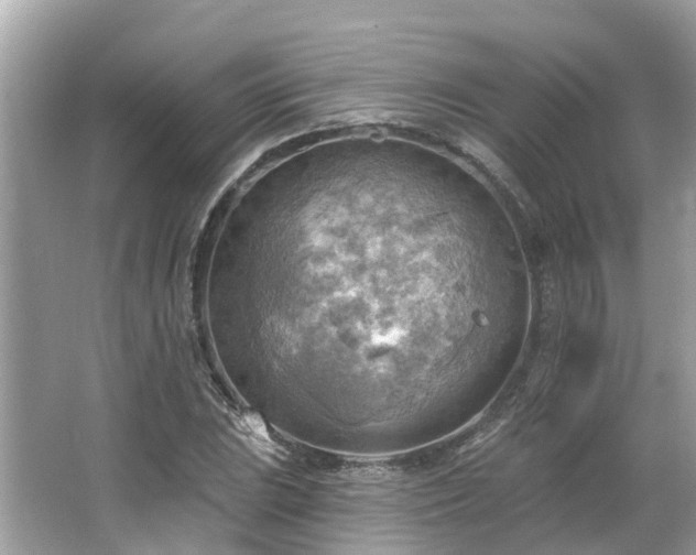 X0000063531023200601231536