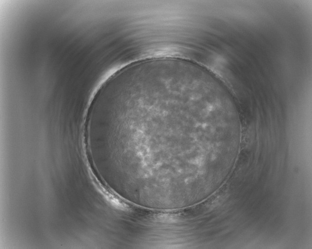 X0000063531086200601231535