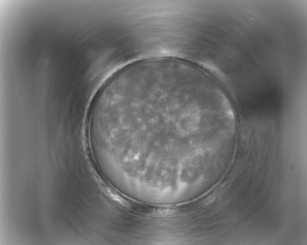 X0000063531278200601231532