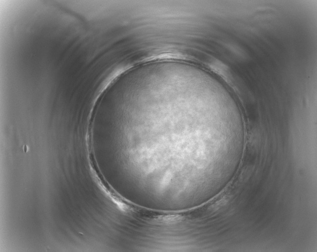 X0000063531282200601231532