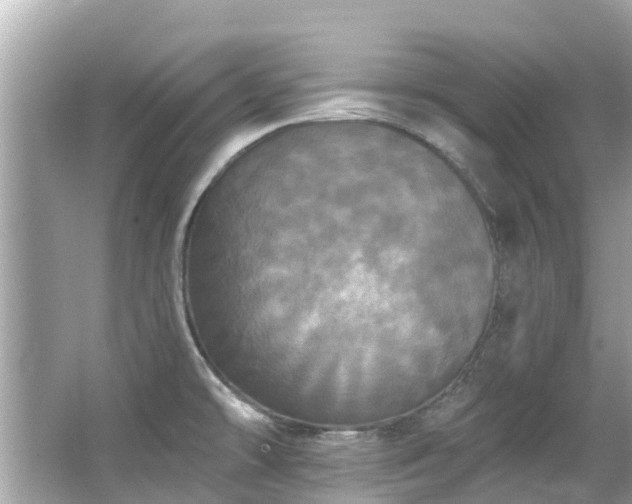 X0000063531478200601231529