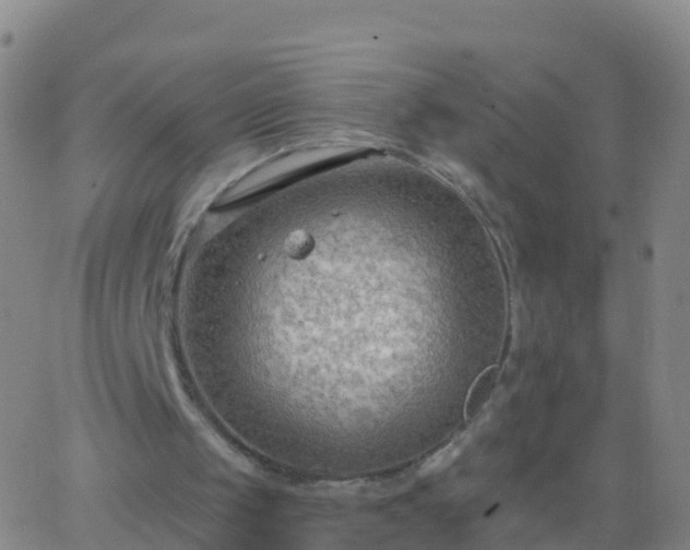 X0000063530049200601271911