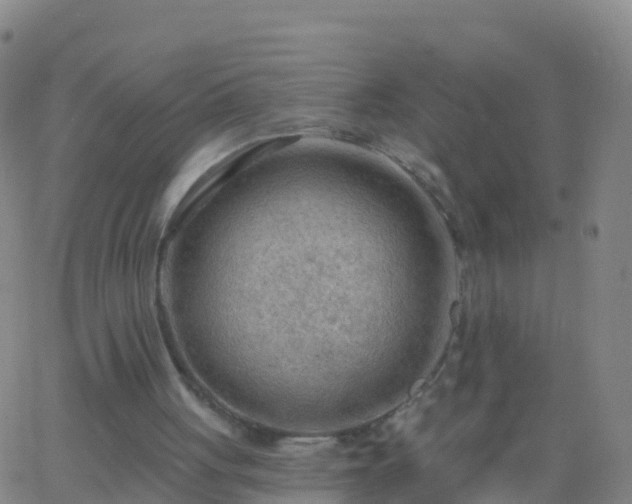 X0000063530051200601271911