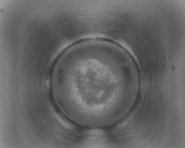 X0000063530063200601271911