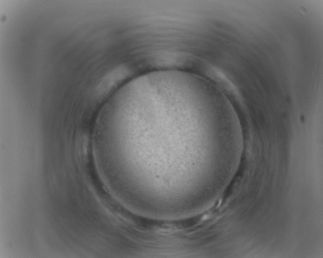 X0000063530115200601271911