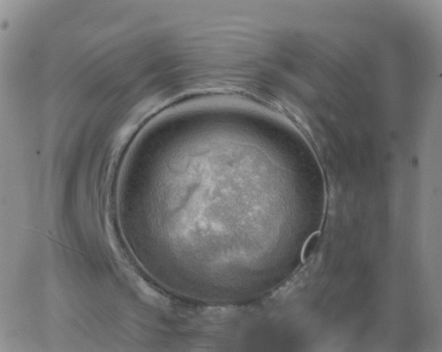 X0000063530145200601271909